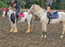 Cob gelding