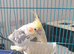 Lutino cockateil 9 month old with large cage