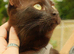 4 beautiful loving kittens