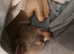 T-cup Chihuahua