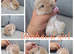 Lionhead babies for reserve