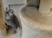 Chinchilla kittens