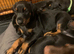 Royal KC Doberman puppies