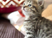 British shorthair girls blue and chocolate