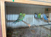 Budgies
