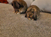 2 Rabbits &pound;50 for both of &pound;30 each