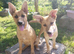 SALMA – The Gentle Little Princess with the Kindest Heart