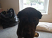 Black KC reg sharpei