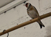 Goldfinch