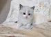 Gorgeous chunky ragdoll kittens