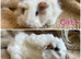 3 gorgeous boys for sale