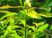 15xbeautiful fast-growing plants 7-15 cm each. Fast delivery within mainland UK.*BUY 3 Get 1 FREE *