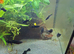 Fish tank with fish complete setup