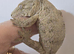Leachianus Gecko F2 Tremper line Bayonnaise x Moro CB 25