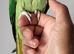 Handreared Silly Tame Alexandrine Parrot