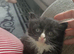 kittens needing homes