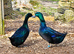 6 Cayuga Duck Hatching Eggs