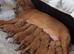 Stunning Hungarian Vizsla puppies available