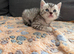 Stunning Black British Shorthair Kittens &ndash; Only 2 Left