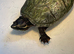 Female Map Turtle
