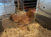 6 Pekin bantam pullets