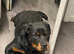 Female Rottweiler pup