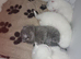 British shorthair/persian