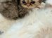 Stunning pure bred Persian kittens