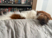 Mail dash hound