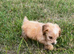 Cockapoo puppies