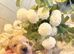 ️ Stunning Kc Cream longcoat Minature Dachshunds
