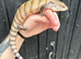 Merauke Blue Tongue Skink babies