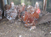 Pair of Pekin Pullets ( Guaranteed Female)