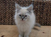 Stunning pedigree ragdolls