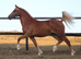 Quality Yearling Filly