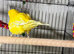 Border canaries