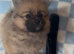 Pomeranian puppies
