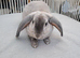 Mini lops/ plush lops