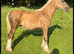 Palamino colt to make 14&rsquo;2