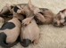 Male 10 week Sphynx