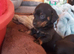 Chiweenie puppies ready soon