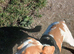 Beagle cross spaniel