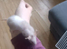 Must Go As A Trio Only ( Last three 8 week old girls)