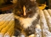 Ragdoll Cross Kittens – Ready for Their Forever Home