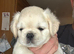 Stunning litter of 4 Prestige Pug Puppies all looking for their New Forever Homes.