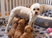 Shih-Tzu Poodle Puppies (SHI-POO F1b)