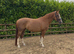 Quality 15.3hh 8yr old