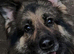 German Shepherd Male KC registered DM clear