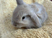 Gorgeous mini lop babies