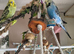 budgies